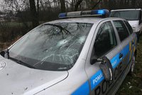 Na policisty zaútočila kráva! Rozbila jim čelní sklo