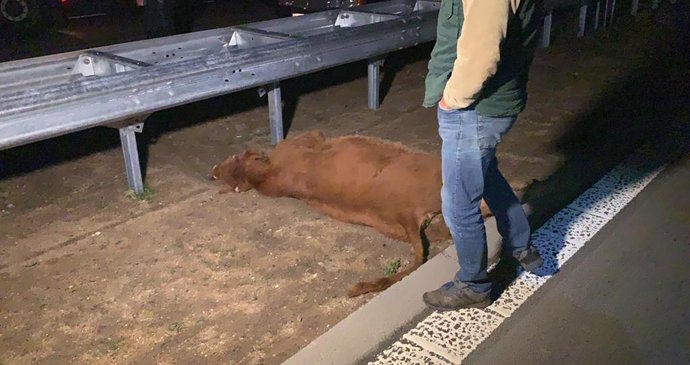 Krávy na dálnici způsobily nehodu, která zastavila dálnici D1 v obou směrech