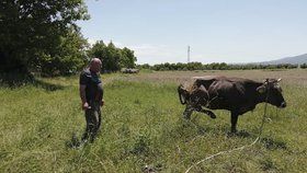 Těhotné bulharské krávě hrozí utracení, protože se zatoulala do Srbska