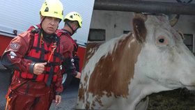 Strážník z České Lípy pomáhal topícímu se teleti, útočila na něj při tom kráva, mládě nepřežilo.