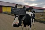 Ruské krávy vyzkoušely virtuální realitu.