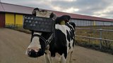 Krávy ve 3D brýlích: Jako Slunce, seno..., smějí se Češi Rusům. Nadojí víc?