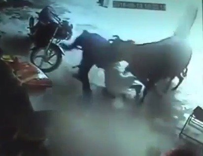 Ruzzuřená kráva povalila útočníka a muže, který se ho snažil od dívky odtrhnout.