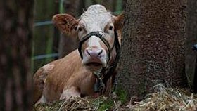 Zaběhnutou krávu Yvonne teď hledá celé německo. Fotografie od těch, kteří ji alespoň zahlédli se nyní objevují na Facebooku