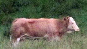 Kráva Yvonne stále pobíhá po bavorských lesích