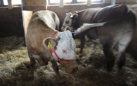 Muž se obával, že krávy nakazil pohlavní chorobou