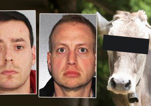 Reid Fontaine (31, vlevo) měl sex s krávou, zatímco ho Michael Jones (35) natáčel. Nebohé zvíře pak na útěku zemřelo.