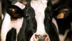 Nemoc šílených krav (BSE) se do kontinentální Evropy dostala z Velké Británie
