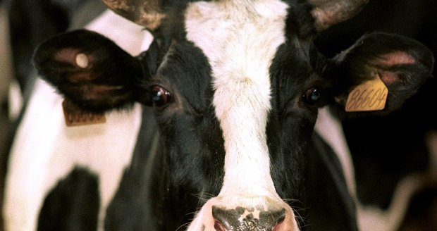 Nemoc šílených krav (BSE) se do kontinentální Evropy dostala z Velké Británie