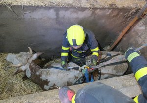 Hasiči v Ostravě zachraňovali krávu, která se v chlévě propadla do hluboké jímky.