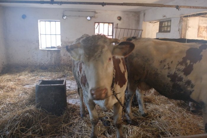 Hasiči v Ostravě zachraňovali krávu, která se v chlévě propadla do hluboké jímky.