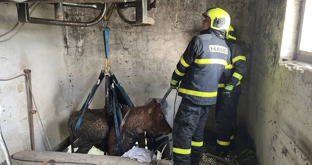 Hasiči v Libhošti zachraňovali krávu, která spadla do sklepa.
