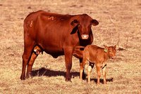 Klimatické změny studují z říhání krav