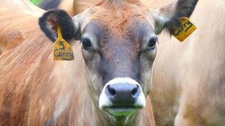 Planeta krav: Kanadský vědec spočítal, že nejvíce živočišné hmoty na Zemi tvoří krávy