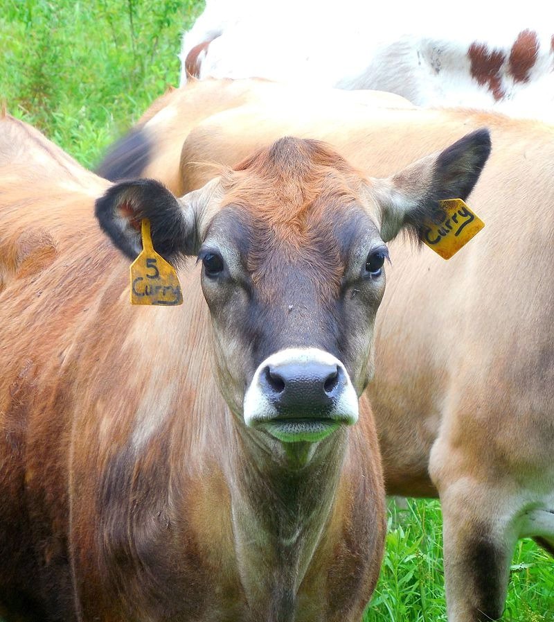 Na atmosférický dopad chovu dobytka často upozorňují i vegani.