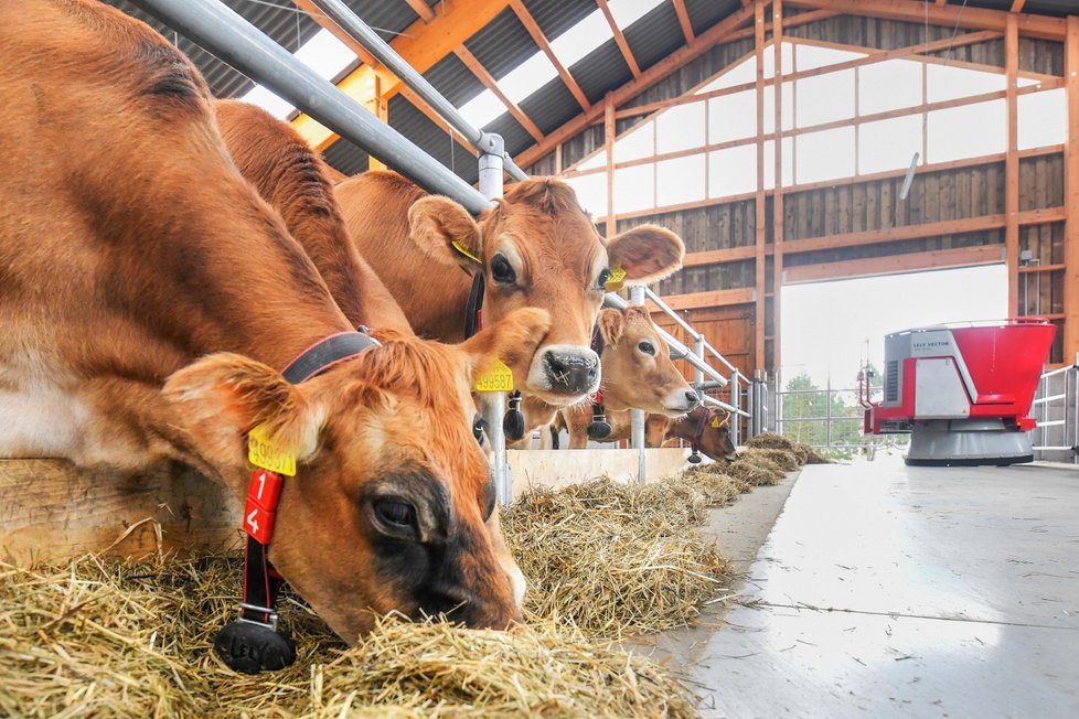 Na školním statku Horšov na Domažlicku mají nejmodernější kravín u nás. Krávy podojí i podrbe...