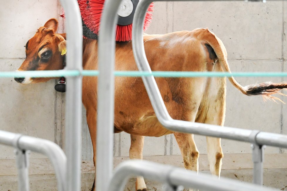 Na školním statku Horšov na Domažlicku mají nejmodernější kravín u nás. Krávy podojí i podrbe...