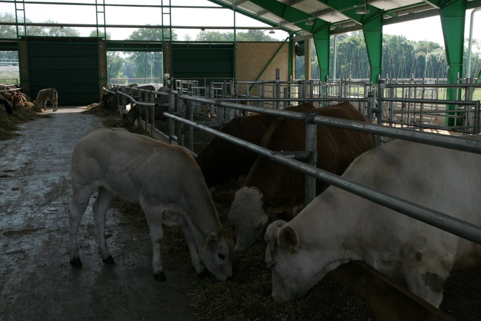 Přívětivý kravín 21. století v Žabčicích nemá pevné stěny. Vejde se do něj 70 krav a jalovic.
