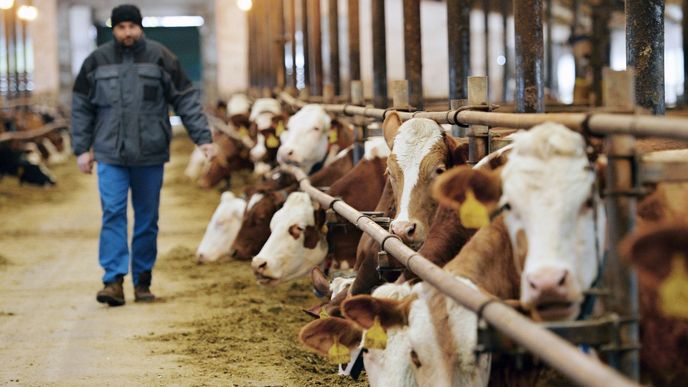 Přebytek mléka v Evropě stlačil ceny suroviny i některých mléčných výrobků výrazně dolů. Přebytek mléka v Evropě stlačil ceny suroviny i některých mléčných výrobků výrazně dolů.
