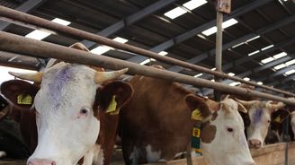 Mléko nedokážeme zpracovat, vyvážíme ho do Německa a zpět vozíme sýry, říká šéf zemědělského svazu Mléko nedokážeme zpracovat, vyvážíme ho do Německa a zpět vozíme sýry, říká šéf zemědělského svazu