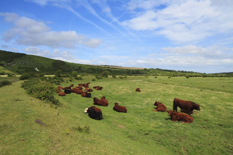 Na Novém Zélandu je chováno asi deset milionů krav, což představuje dvojnásobek lidské populace souostroví. Chov dobytka je klíčovou součástí novozélandské ekonomiky.