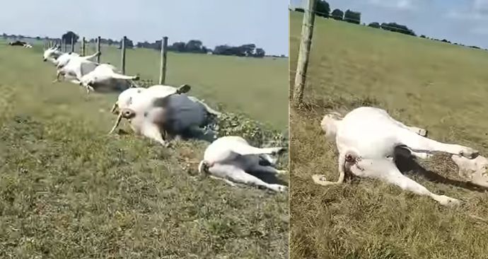 Šokující video: Farmář na pastvě našel dvě desítky mrtvých krav seřazených do řady!