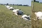 Šokující video: Farmář na pastvě našel dvě desítky mrtvých krav seřazených do řady!