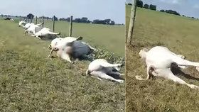 Šokující video: Farmář na pastvě našel dvě desítky mrtvých krav seřazených do řady!