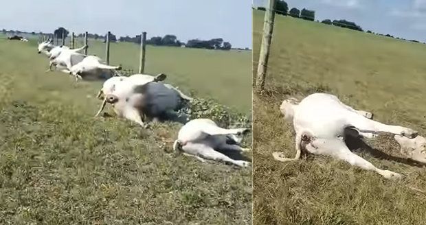 Šokující video: Farmář na pastvě našel „zástup“ mrtvých krav a telat! Měly popálená břicha