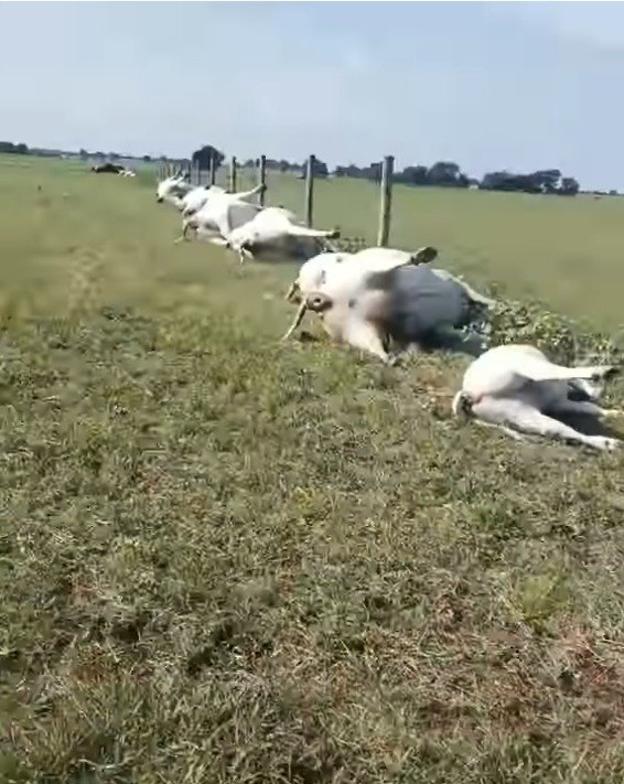 Šokující video: Farmář na pastvě našel dvě desítky mrtvých krav seřazených do řady!