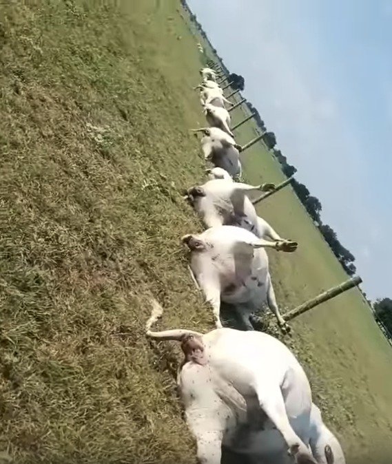 Šokující video: Farmář na pastvě našel dvě desítky mrtvých krav seřazených do řady!