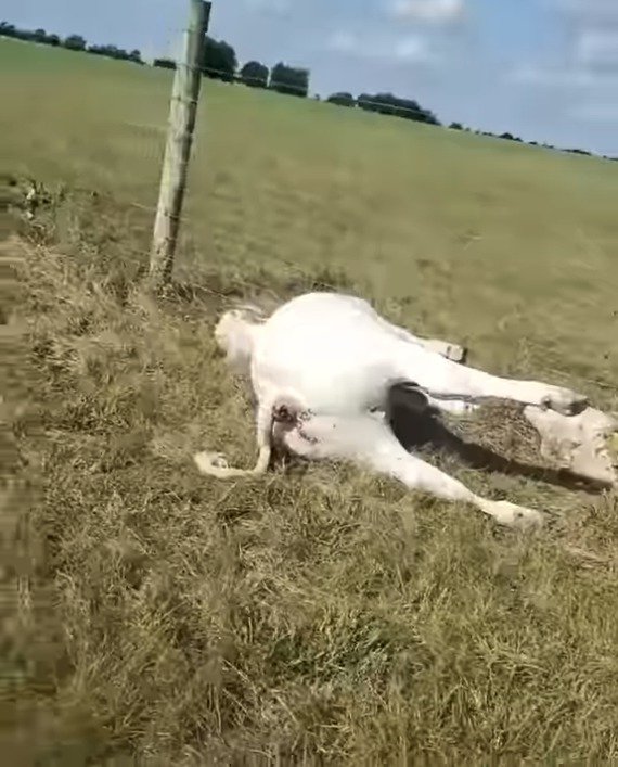 Šokující video: Farmář na pastvě našel dvě desítky mrtvých krav seřazených do řady!