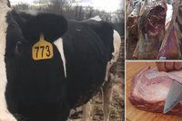 Česká reakce na nemoc šílených krav u hranic: Hygienici v pozoru, krávu utratili