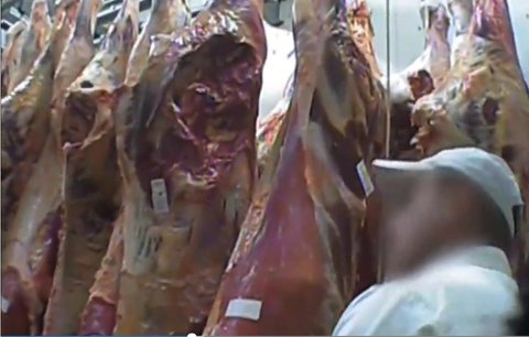 Polští „šmejdi“ vyvezli skoro 3 tuny masa z nemocných krav. Jedli ho i na Slovensku