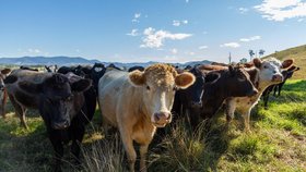 Na Novém Zélandu je chováno asi deset milionů krav, což představuje dvojnásobek lidské populace souostroví. Chov dobytka je klíčovou součástí novozélandské ekonomiky.