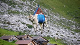 Záchranná akce krav ve švýcarských Alpách (27.8.2021)