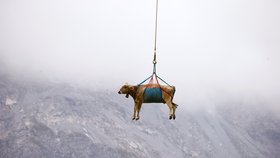 Záchranná akce krav ve švýcarských Alpách (27.8.2021)