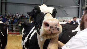 Krávy na brněnském výstavišti: Národní šampionát hospodářských zvířat