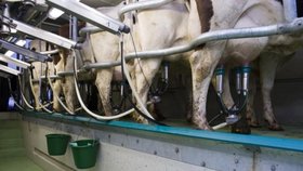 Krávy, mléko, zemědělství