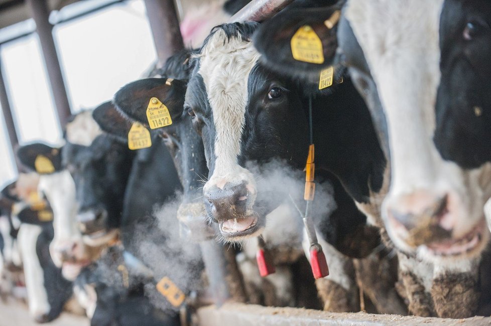 Krávy bývají často označovány jako velcí producenti skleníkových plynů.