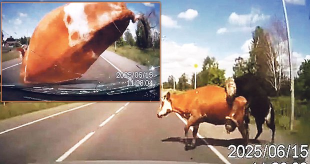 Bizarní nehoda: Řidič smetl pářící se krávy!