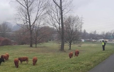 Na místo přivolaná hlídka skutečně narazila kolem cyklostezky na stádo krav.