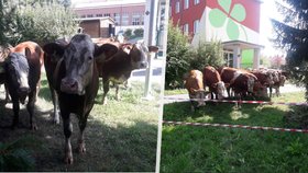 Stádo krav uteklo majiteli a zamířilo ke škole: Vyděšené děti se schovaly do jídelny