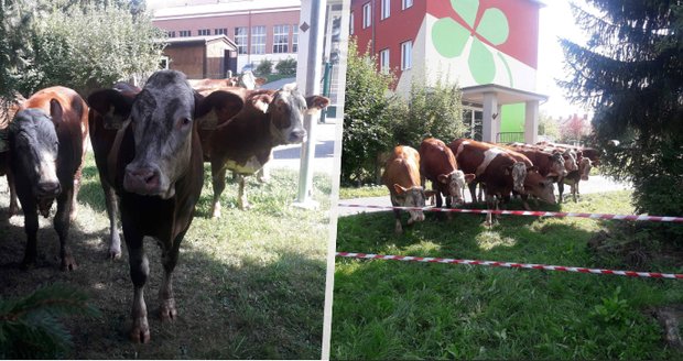 Stádo krav uteklo majiteli a zamířilo ke škole: Vyděšené děti se schovaly do jídelny