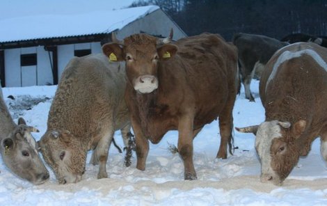 Více než 300 krav požití »olověné« řepy nepřežilo.