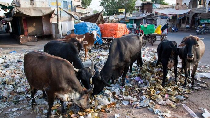 Krávy požírající odpadky v západoindickém státě Rádžasthán.