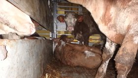 Krávy během převozu do Turecka zažívají hrozné podmínky