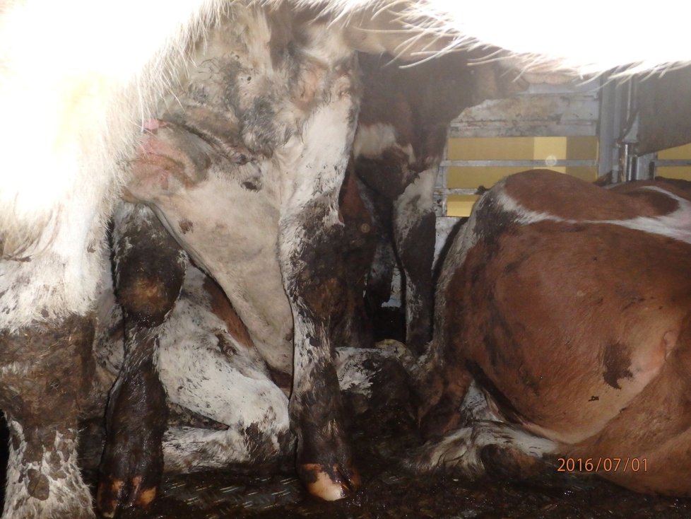 Krávy během převozu do Turecka zažívají hrozné podmínky.