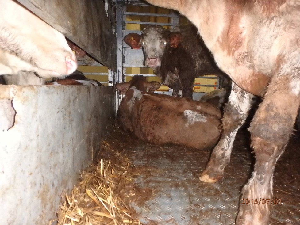 Krávy během převozu do Turecka zažívají hrozné podmínky.