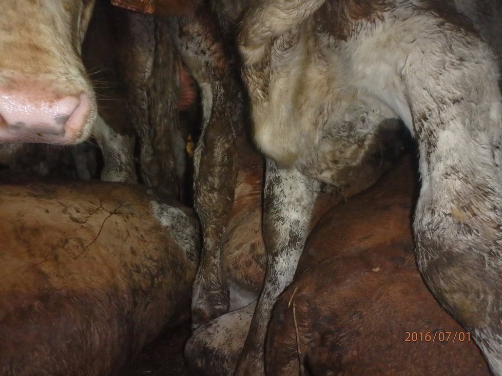 Krávy během převozu do Turecka zažívají hrozné podmínky